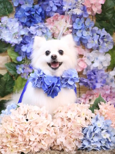 20250624ゆずちゃん